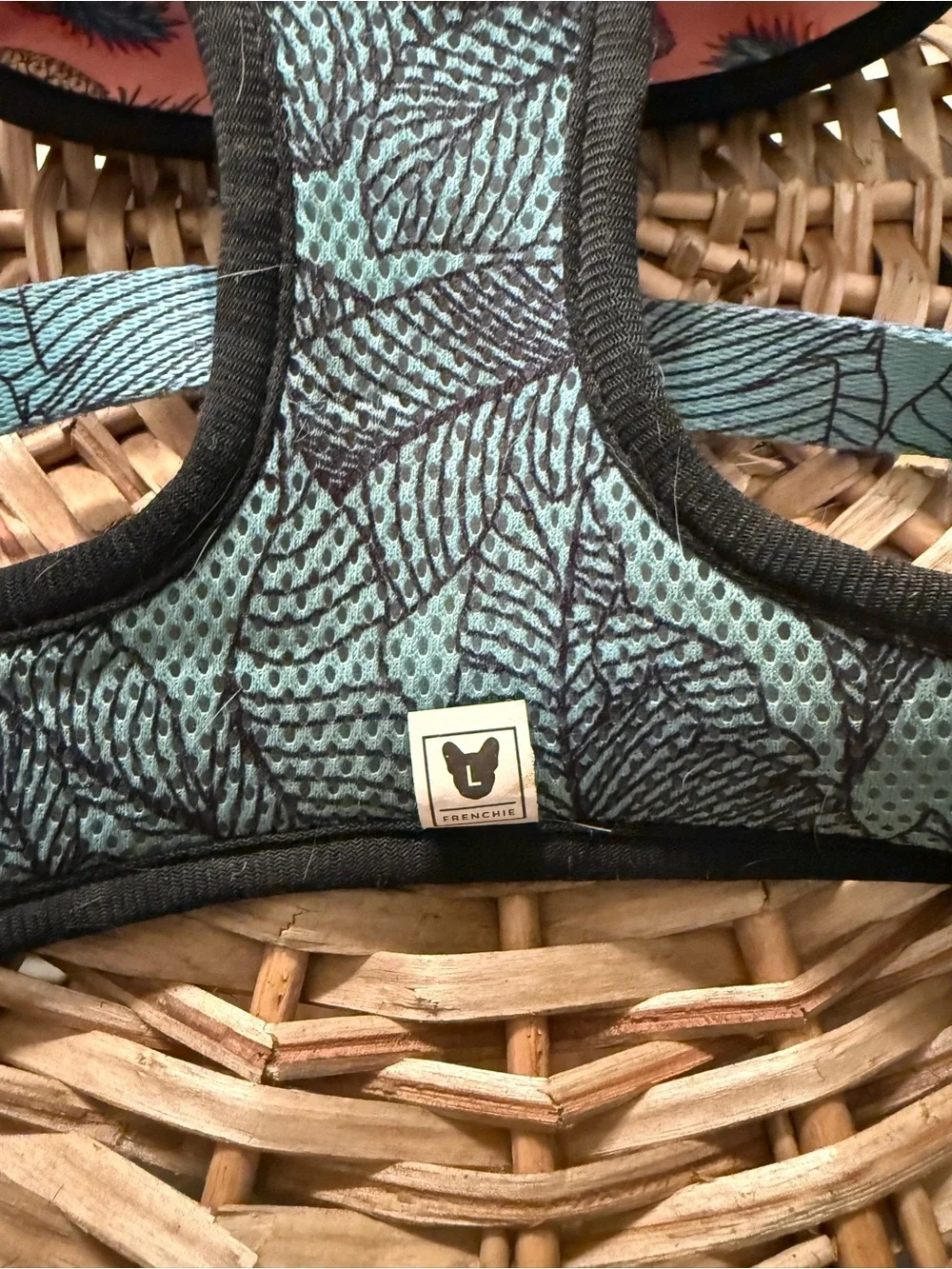 Frenchie light teal